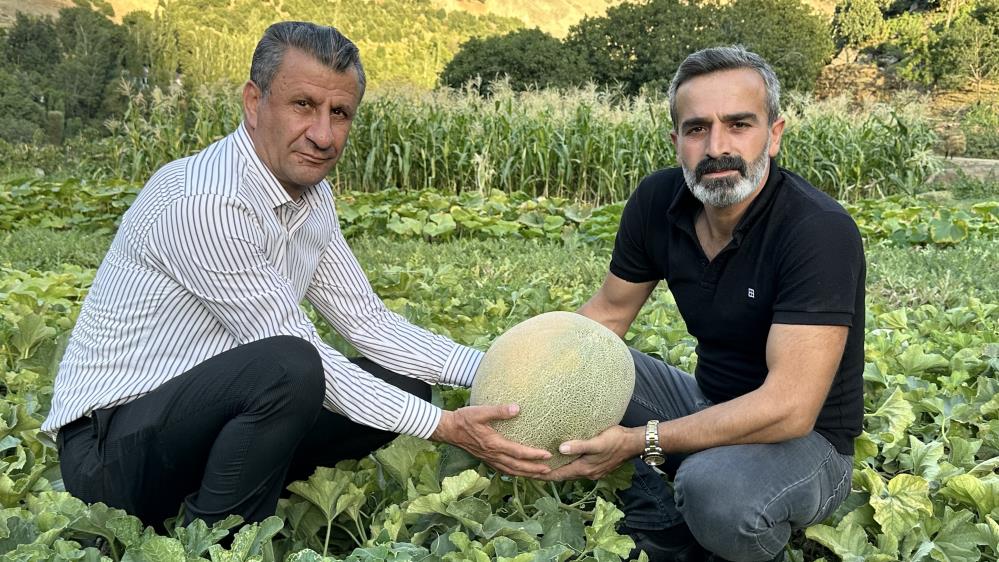 Yüksekova’da yetiştirilen kavunlar büyüklüğüyle dikkat çekiyor