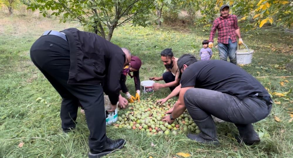 Yüksekova’da ceviz hasadı başladı