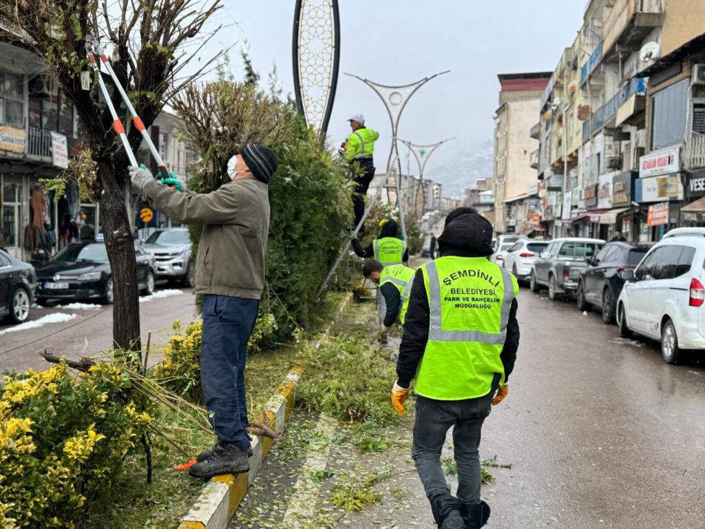 Şemdinli Belediyesi çarşı merkezinde ağaç budama çalışması başlattı